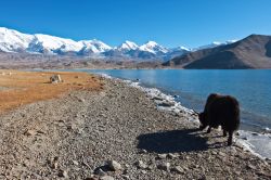 Uno Yak nero sulle rive del Karakul Lake a Kashgar in CIna