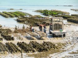 Uomini al lavoro in un fattoria di ostriche a Cancale, Francia, durante la bassa marea - © Arndale / Shutterstock.com