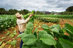Un uomo al lavoro in una piantagione di tabacco nella Valle de Viñales (Cuba), dove si produce il migliore tabacco del mondo - © danm12 / Shutterstock.com