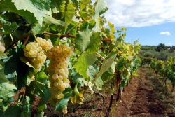 Uve bianche in un vigneto della provincia di Latina nel Lazio