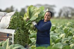 La Valle de Viñales è famosa per la produzione di tabacco, utilizzato per i più pregiati sigari cubani.