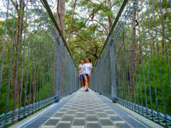 Valley of the Giants Tree Top Walk - © Tourism Western Australia