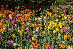 Varietà di tulipani nel giardino del Castello di Pralormo in Piemonte.