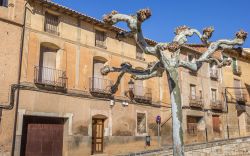 Vecchi edifici nel centro storico di Daroca, Spagna. In primo piano, un albero potato durante la stagione invernale.

