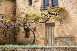 Una vecchia casa in pietra con una pianta di glicine fiorito a Domme, Dordogna, Francia.



