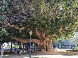 Vecchio albero in un parco di Alicante, Spagna - © Shamsiya Saydalieva / Shutterstock.com