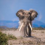 Un vecchio elefante nel parco nazionale Amboseli, Kenya. La riserva è nota per le sue grandi famiglie di elefanti ed è sicuramente uno dei migliori luoghi al mondo per vedere queste ...
