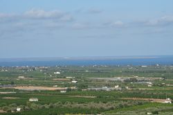 Veduta dei vigneti di Vinaros (Spagna) con il mare sullo sfondo.



