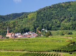 Veduta dei vigneti nei pressi del villaggio di Eguisheim, Alsazia (Francia).

