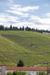 Veduta dei vigneti nei pressi di Tain-l'Hermitage, valle del Rodano (Francia) - © wjarek / Shutterstock.com