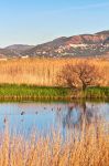 Veduta del "Marjal dels moros" vicino a Sagunto, Spagna. Questa zona umida costiera del Mediterraneo si trova fra Sagunto e Pucol e ospita una eccezionale biodiversità con specie ...