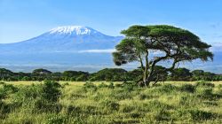 Una veduta del monte Kilimanjaro, con la cima innevata, dall'Amboseli, Kenya. Con i suoi 5895 metri, è il monte più alto del continente africano.



