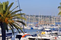 Veduta del porto di Bandol con le palme, Francia. La costa frastagliata con calette incantevoli, il borgo pittoresco e il porticciolo locale fanno di questa cittadina della Francia un luogo ...