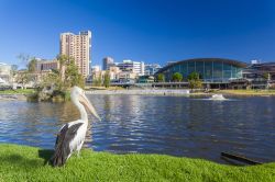 Veduta del Riverbank Precinct di Adelaide, sud dell'Australia. Qui, su un'area di 380 ettari, ci sono negozi, centri culturali e espositivi  - © ymgerman / Shutterstock.com ...