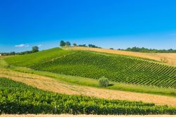 Veduta panoramica dei vigneti nella regione di Daruvar, Croazia.



