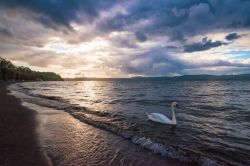 Veduta serale del lago di Bracciano da Trevignano Romano, Lazio. Uno splendido esemplare di cigno nuota nelle acque calme del bacino.
