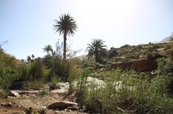 La natura nei pressi di Vega de Rio Palmas, Fuerteventura (Isole Canarie) - In un'isola conosciuta in tutto il mondo soprattutto per le sue spiagge e il suo mare, tutto ci si aspetterebbe ...