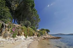 Vegetazione a Cannigione, Sardegna. Fiori a forma di margherita dai colori sgargianti per questi esemplari della famiglia Aizoacee: a mezzogiorno in punto le corolle si aprono grazie ad una ...