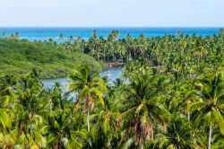 Vegetazione e palme da cocco lungo la costa di Sao Miguel dos Milagres, stato di Alagoas, Brasile.
