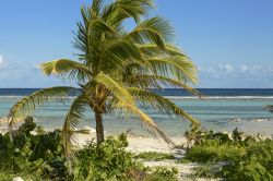 Vegetazione sulla spiaggia di Mahahual, Quintana Roo, Messico.

