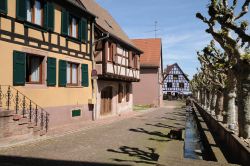 Viale alberato del centro di Bergheim Francia - © Pack-Shot / Shutterstock.com