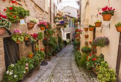 Vicolo addobbato con fiori e piante a Spello, Umbria.



