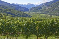 Vigne in primo piano sulla Strada del Vino a Caldaro, Trentino Alto Adige. Dagli acini dell'uva qui coltivata si producono alcuni dei più rinomati vini italiani.



