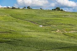 Vigneti a perdita d'occhio a La Neuville-Aux-Larris, Francia: siamo nel distretto di Marne-la-Vallee, nei pressi di Epernay, uno dei principali centri di produzione del vino champagne - Daan ...