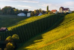 Vigneti a perdita d'occhio a Sulztal Leibnitz, regione di Bad Radkersburg (Austria).
