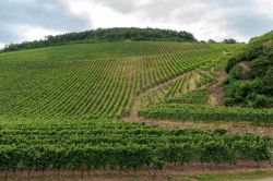 Vigneti a perdita d'occhio nelle campagne di Thann, Alsazia (Francia). Il borgo si trova all'imboccatura della vallata del fiume Thur, nell'Alto Reno.

