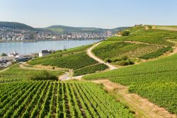 Vigneti a Rudesheim am Rhein, Assia, Germania.
