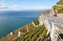 Vigneti affacciati sul lago di Ginevra, Lavaux, Svizzera.
