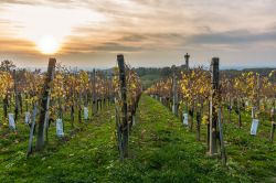 Vigneti al tramonto in una giornata d'autunno a Lendava, Slovenia. Sullo sfondo, la torre Vinarium.

