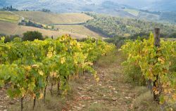 Vigneti con foliage autunnale nelle campagne di Panzano in Chianti, Toscana.
