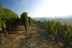 Vigneti del Roero in Piemonte: siamo nei dintorni di Guarene