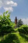 Vigneti della Val d'Adige e chiesa  del centro di Ala in Trentino