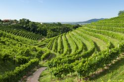 Vigneti di Prosecco in estate a Valdobbiadene, Veneto.

