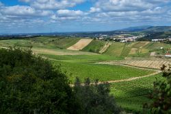 I vigneti di Torres Vedras visti dall'alto, Portogallo - © studio f22 ricardo rocha / Shutterstock.com