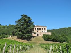 I vigneti intorno a Villa dei Vescovi, una bellissima VIlla Veneta nella cornice dei Colli Euganei in provincia di Padova (Veneto) - © cristalvi / Shutterstock.com