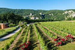 Vigneti e rose fiorite nella campagna di Saint-Cirq-Lapopie, Occitania (Francia).



