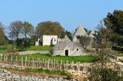 Vigneti e trulli nei pressi di Cisternino, Puglia. Il paese si affaccia sulla Valle d'Itria, la cosiddetta Murgia dei trulli.
