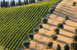 Vigneti e uliveti sulle colline di Roseto degli Abruzzi, località in provincia di Teramo (Abruzzo).

