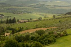 Vigneti e uliveti sulle colline nei pressi di Barberino Val d'Elsa, provincia di Firenze, Toscana.

