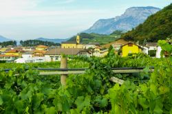 Vigneti in estate a Caldaro, Trentino Alto Adige. Plasmano il paesaggio ma anche l'animo delle persone che vi abitano: quasi due terzi della produzione vinicola della regione proviene da ...