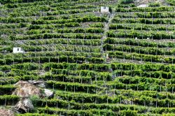 Vigneti in valle d'Aosta vicino a Pont Saint Martin - © KamilloK / Shutterstock.com