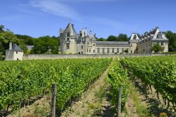 Circandato dai vignetii le Chateau Brézé è una tappa obbligata di chi compie un tour nella Valle della Loira - © Pecold / Shutterstock.com