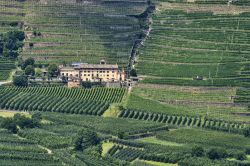 Vigneti lungo la strada che conduce al Passo dell'Aprica in Valtellina (Lombardia)