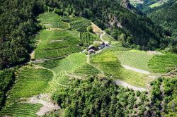 Le geometrie dei vigneti dell'Alto Adige, fotografati nei dintorni di Chiusa (Klausen) - © Ivoha/ Shutterstock.com