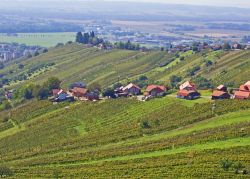 Vigneti nei pressi di Lendava, Slovenia. Situato nella parte nord-orientale del paese, Lendava si snoda lungo la fascia di confine sloveno con la Croazia e l'Ungheria.
