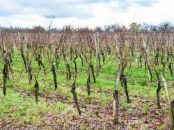 Vigneti nel Bollenberg Domain a Thann-Guebwiller, Alsazia (Francia), in una serata d'inverno. 
